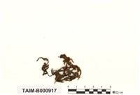 藏品(垂苔)的圖片